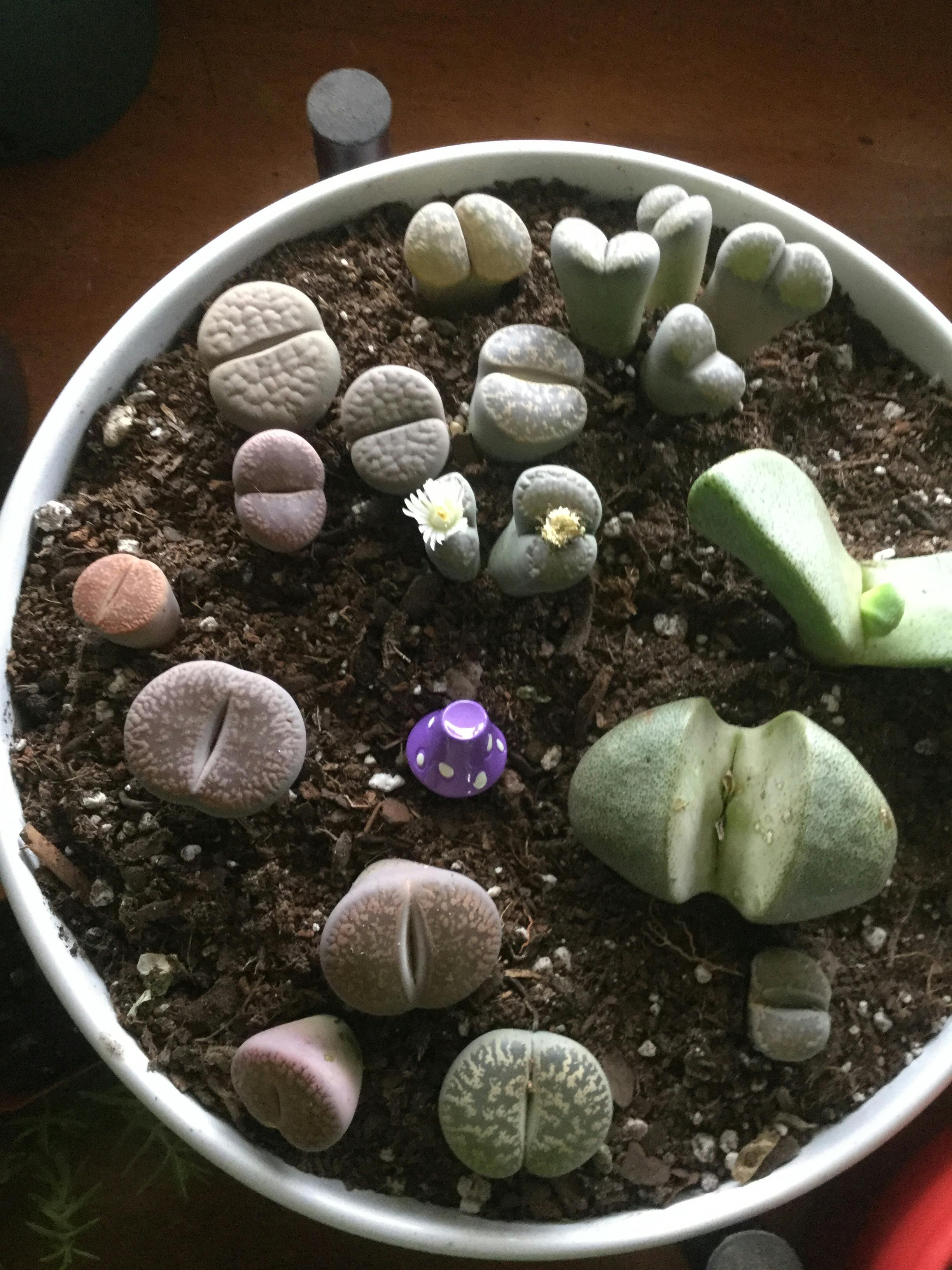Lithops Mesembs & Mimicry Succulents Wedding Succulent Favors for