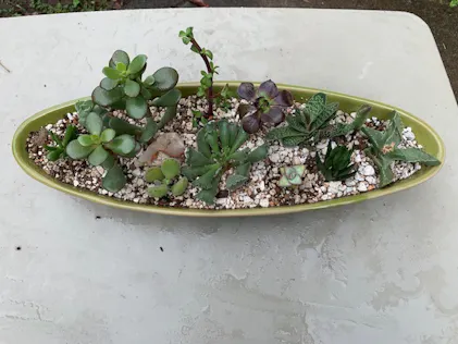 6 Adromischus cristatus Key Lime Pie Succulent Plant