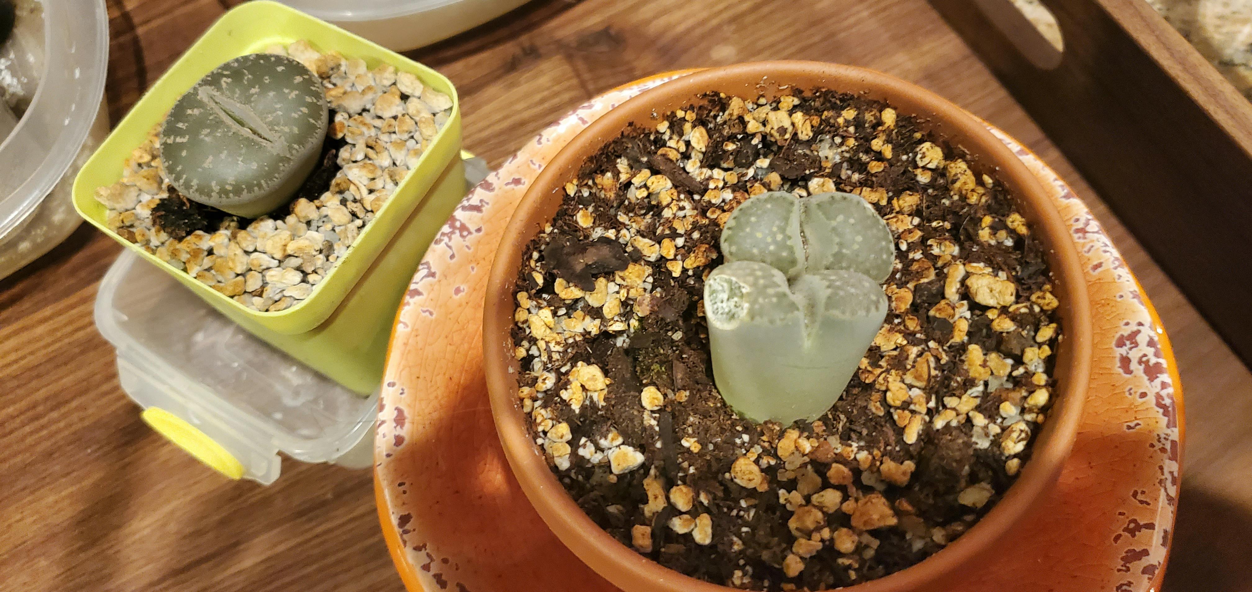 Lithops Mesembs & Mimicry Succulents Wedding Succulent Favors for