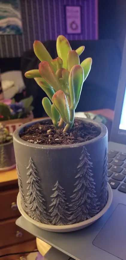 Crassula Ogre Ears Succulent Plant