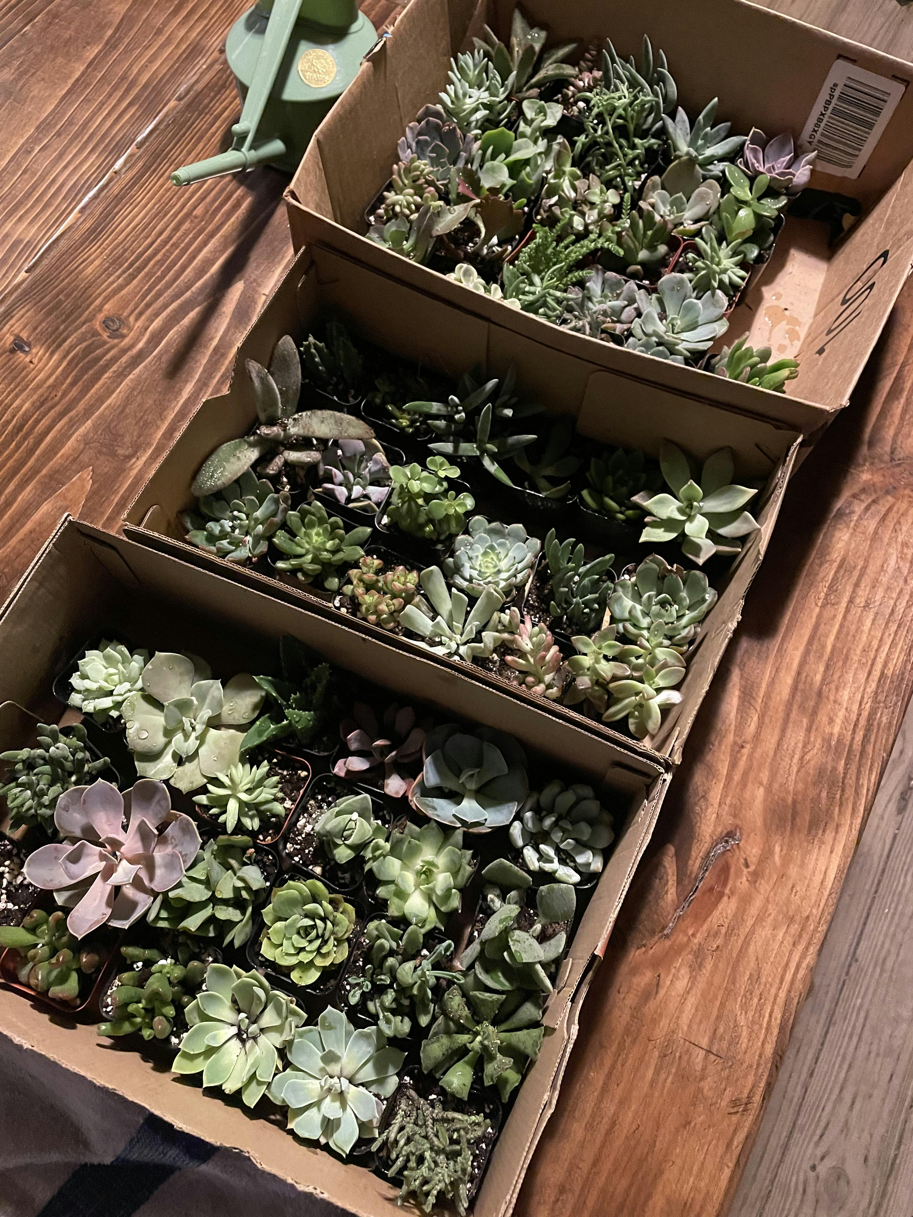 2" Assorted Succulents Wedding Succulent Favors for Sale Bulk Succulents