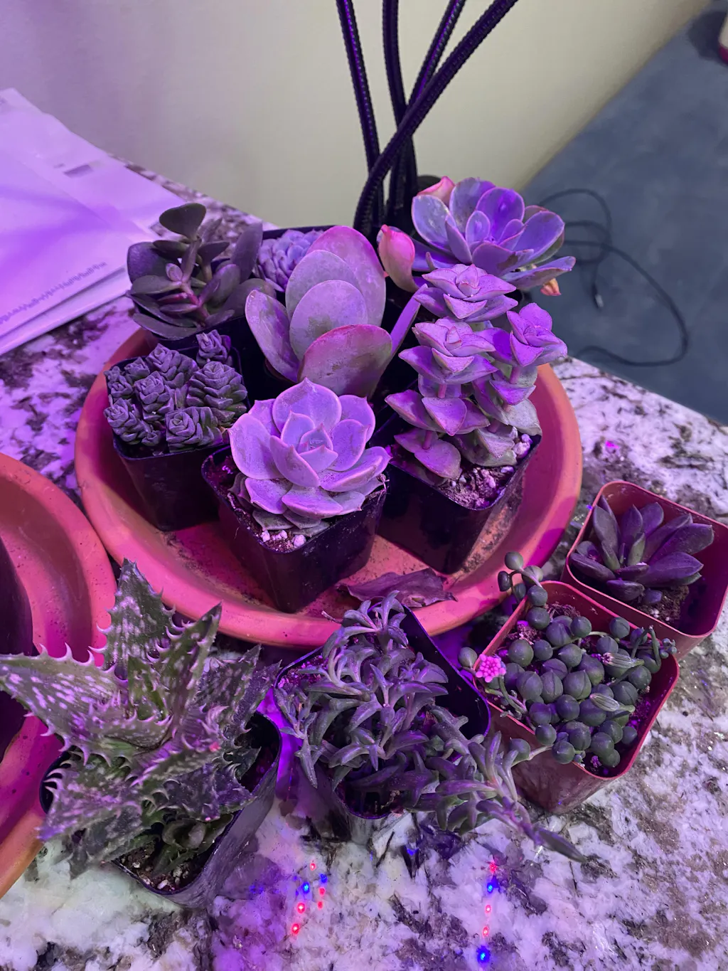  ES26 EXACT Agave Cornelius In 8 Container Wedding Succulent Favors 