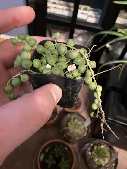 bunny succulents Monilaria obconica Rabbit Shape for Sale main image 1