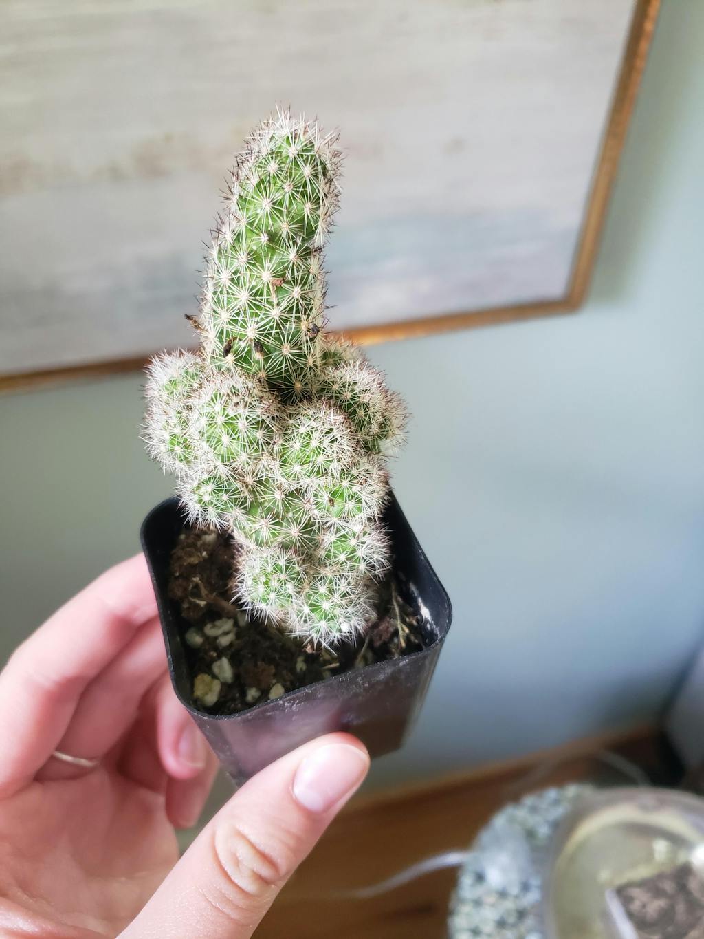 2" Assorted Cactus Wedding Succulent Favors for Sale Bulk Succulents