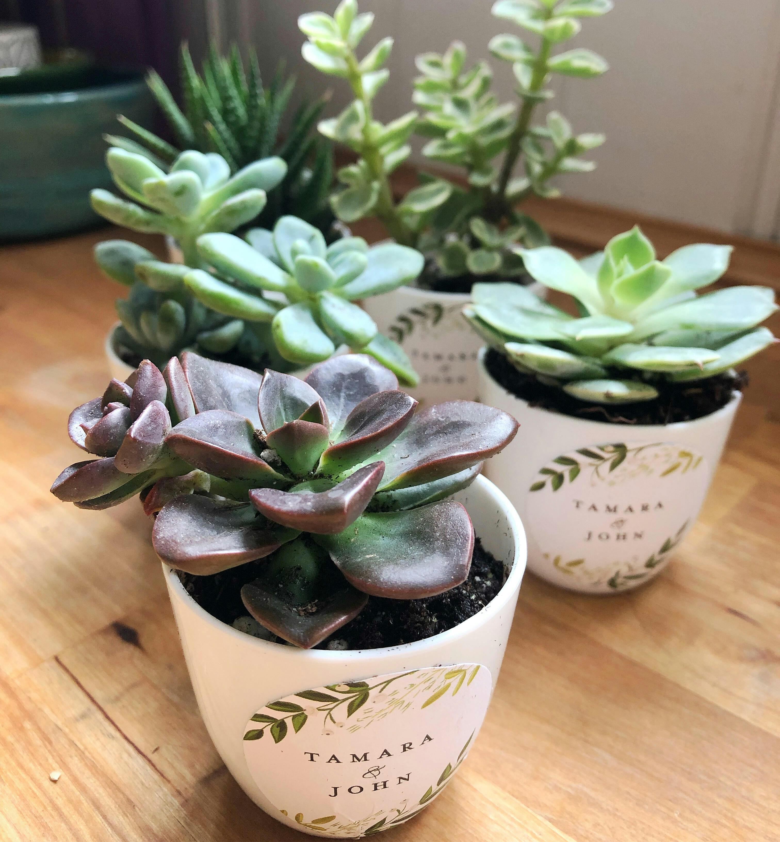 2" ASSORTED SUCCULENT Wedding Succulent Favors for Sale Bulk Succulents