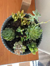 live rock succulent Tiny Succulent Lava Rock Decor  Glass Grown Aquatics