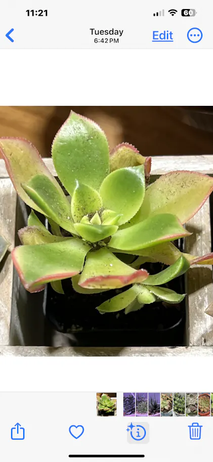 105 Aeonium Kiwi