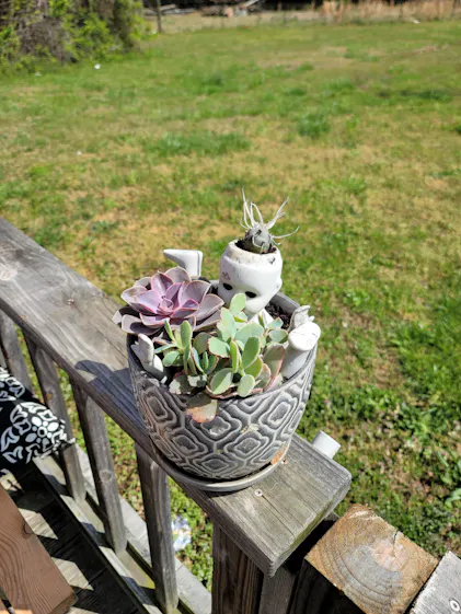 best indoor plant fertilizer Best Houseplant Fertilizer main image 0