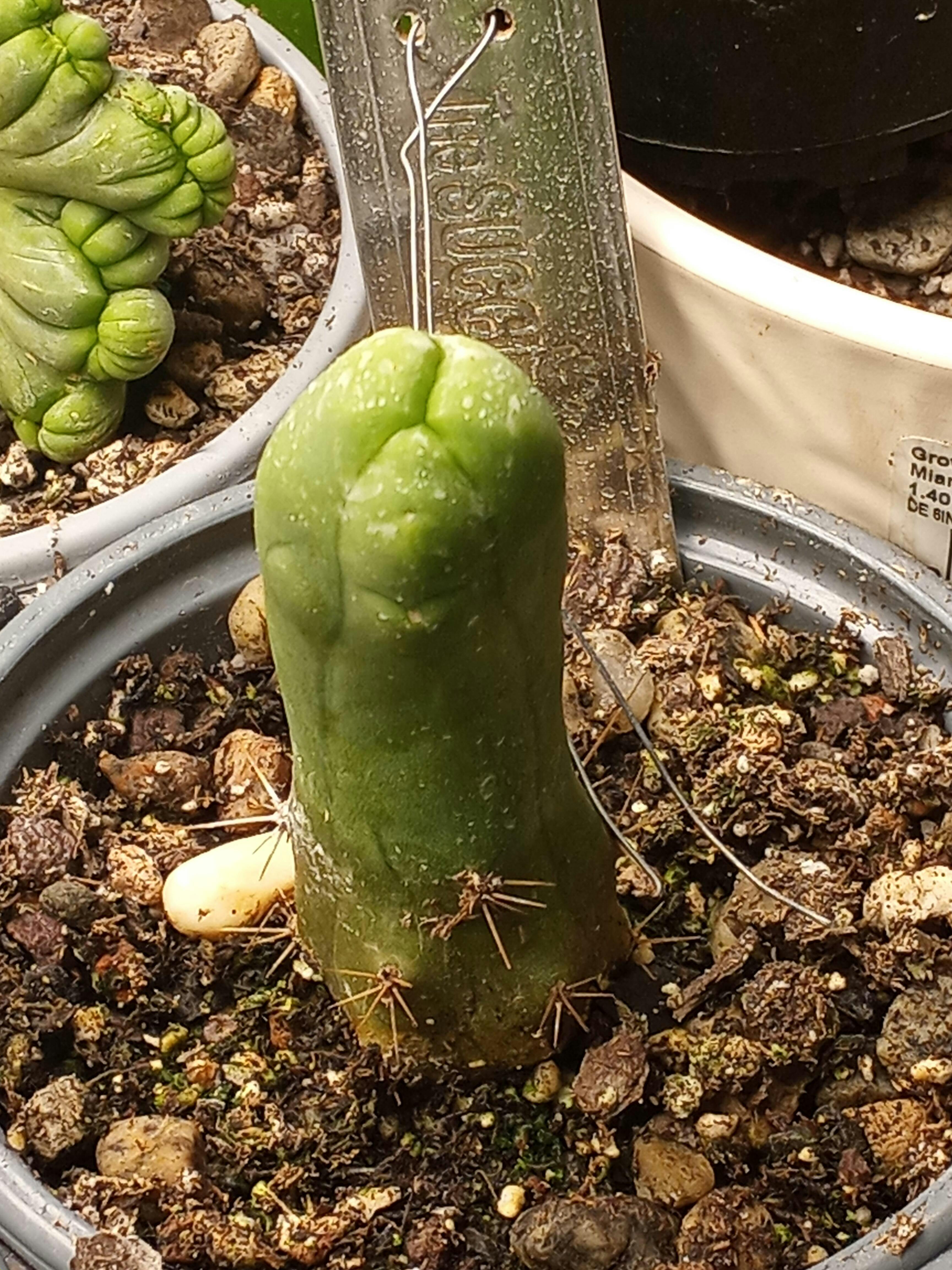 ES43 EXACT Aloe Jeweled Distans Potted in 1 gallon - Wedding