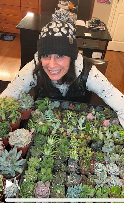 Assorted 4 inch Succulent Gorgeous for Wedding / Event
