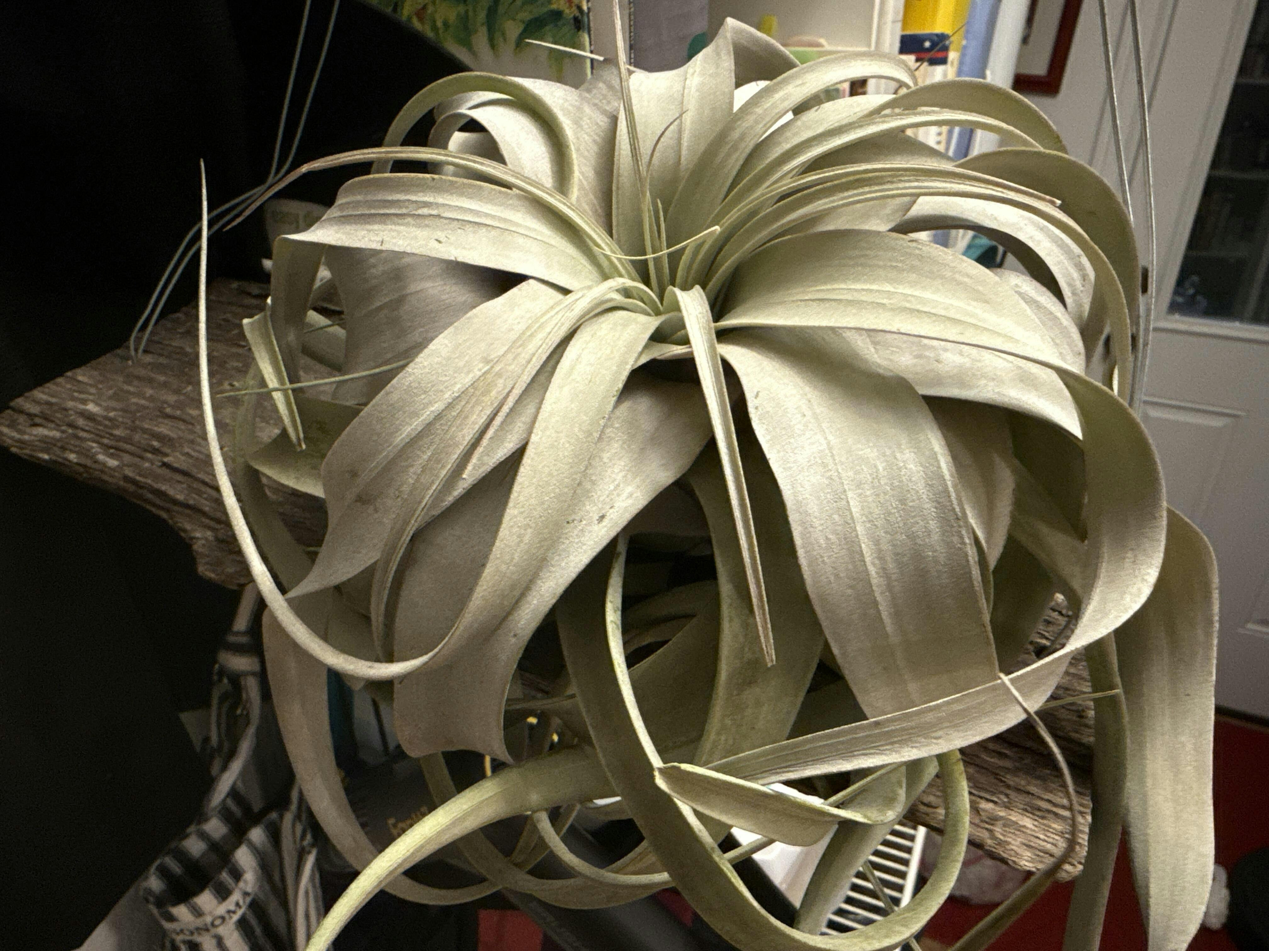 Spectacular Jumbo Tillandsia Xerographica / 8+ Inches Wide