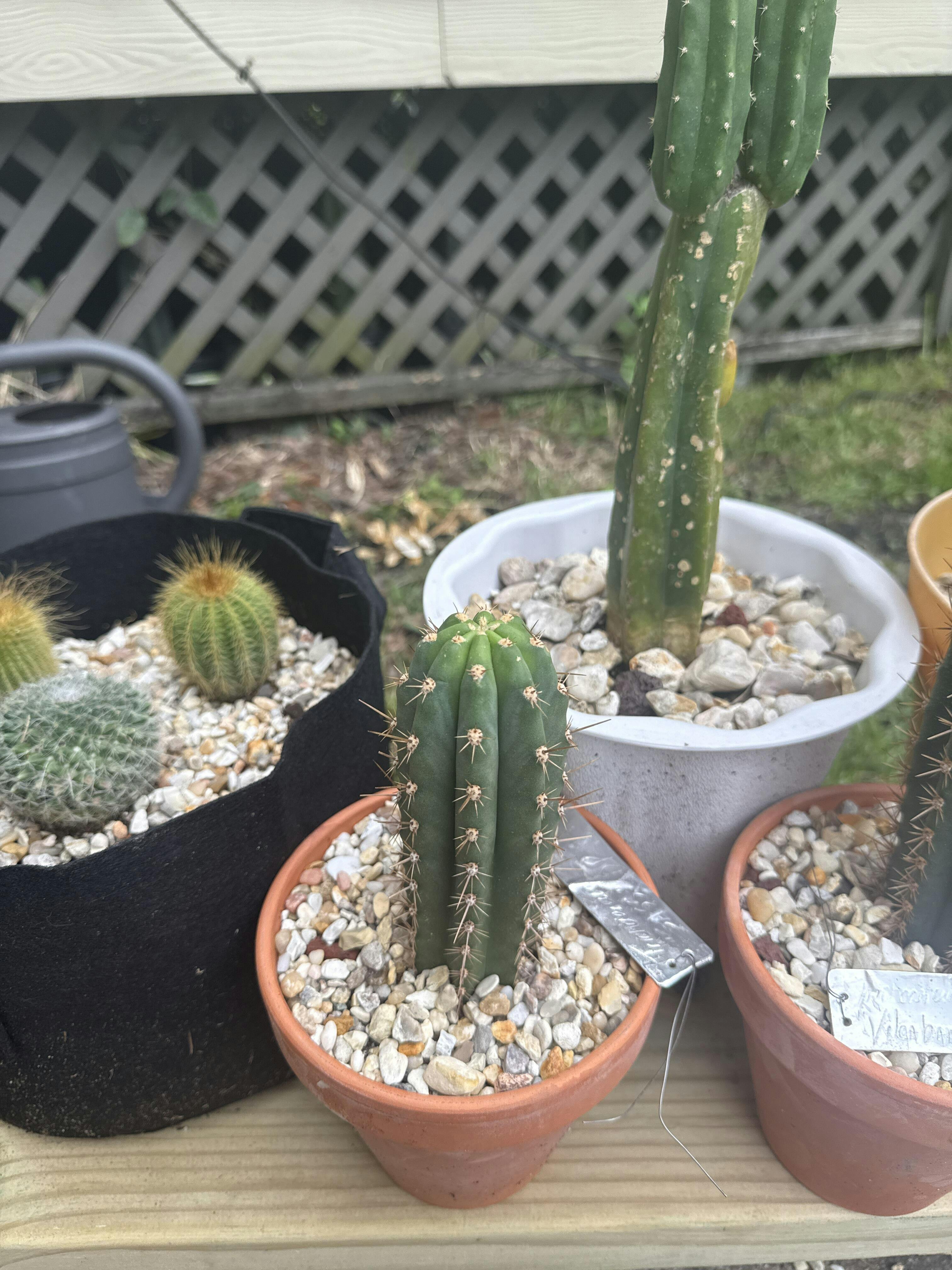 HELLOS ヘロス Snail Shelter（Charcoal Green） EC205 EXACT Trichocereus Hybrid Scopulicola Hulk X Scop