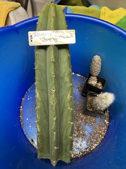 EC205 EXACT Trichocereus Hybrid Scopulicola Hulk X Scop