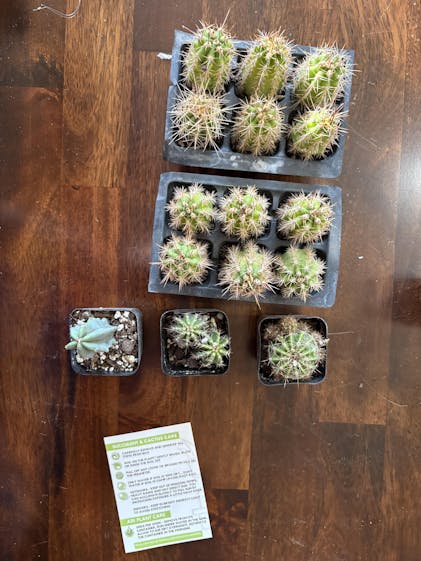 【keisuke.cacti】 EC273-EXACT-Trichocereus-