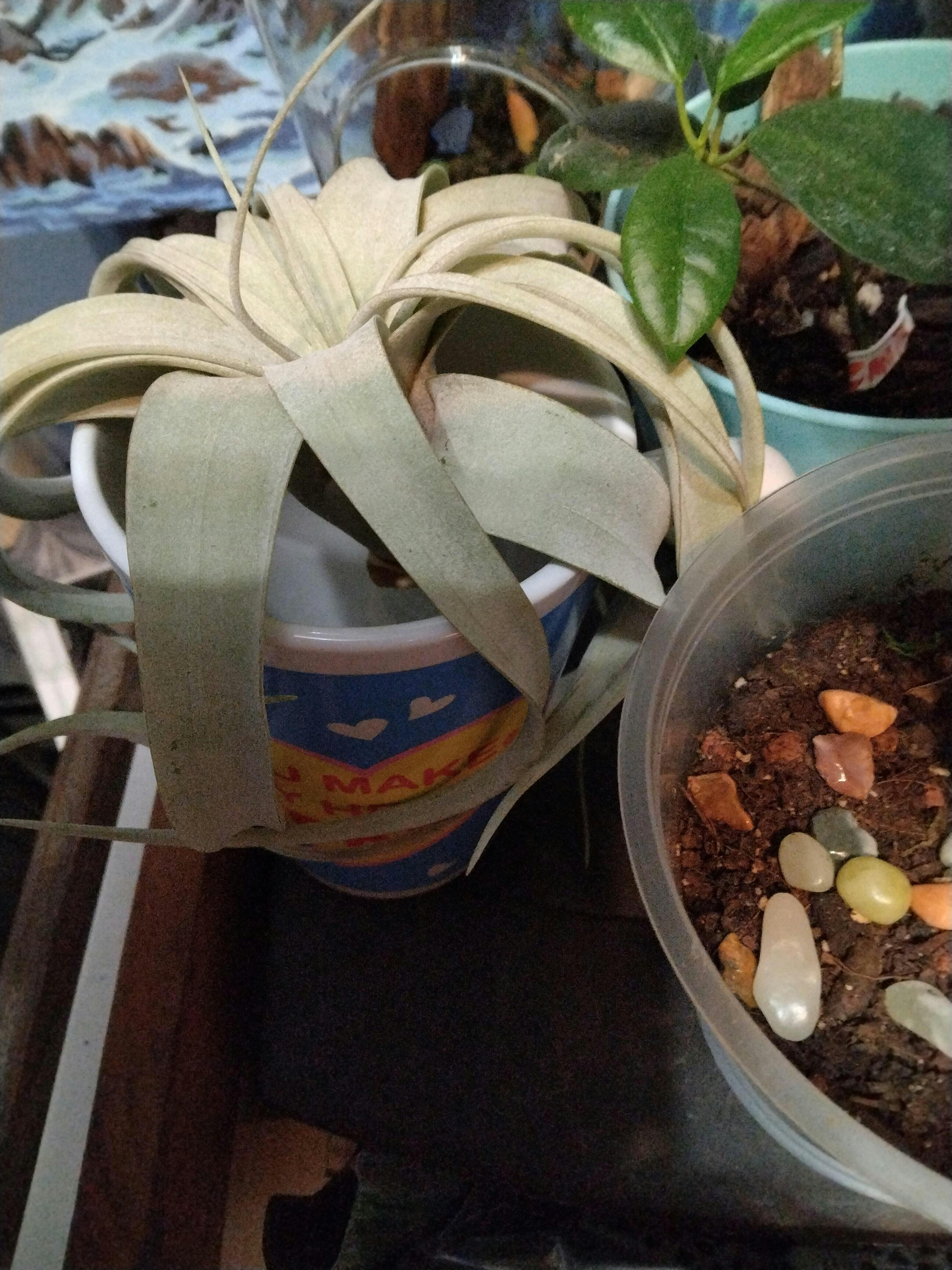 Tillandsia Xerographica Air Plants - Multiple Sizes