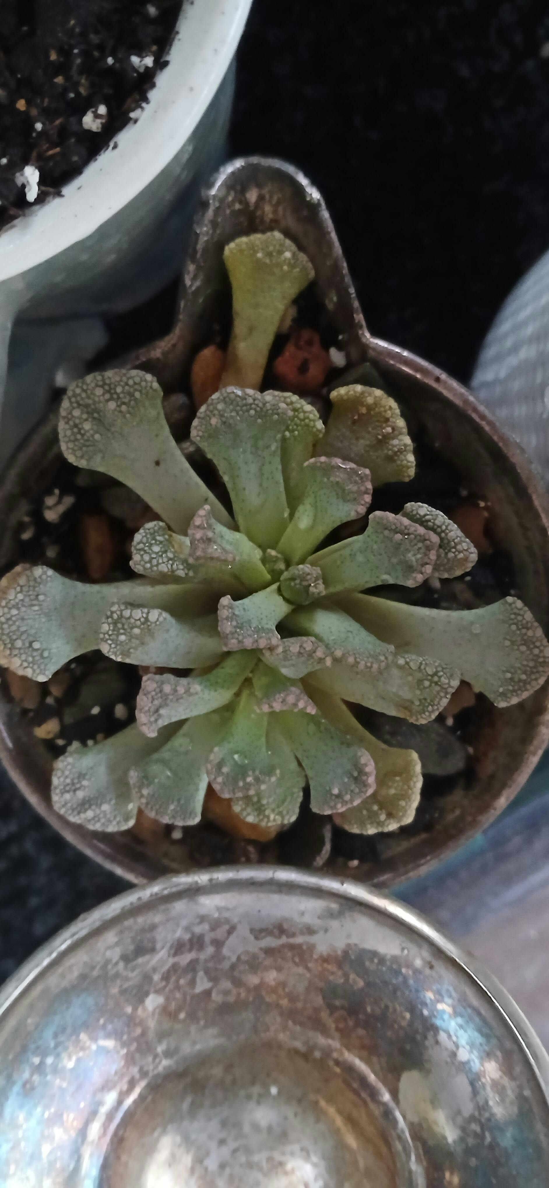 51 Titanopsis calcera - Wedding Succulent Favors & Cactus for Sale