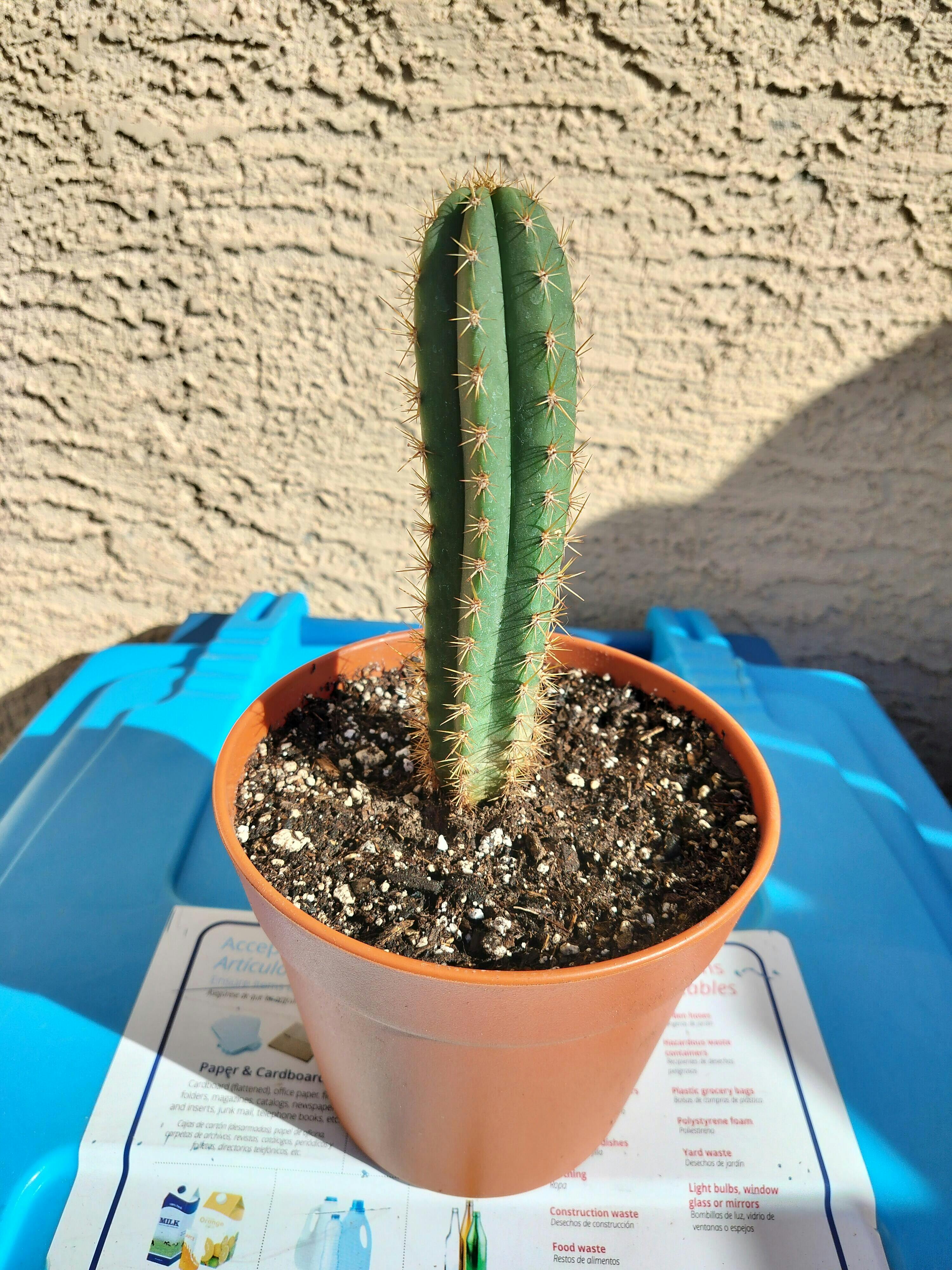 EC245 EXACT Trichocereus Hybrid Zelly X Scop Ripple Cactus 15.5