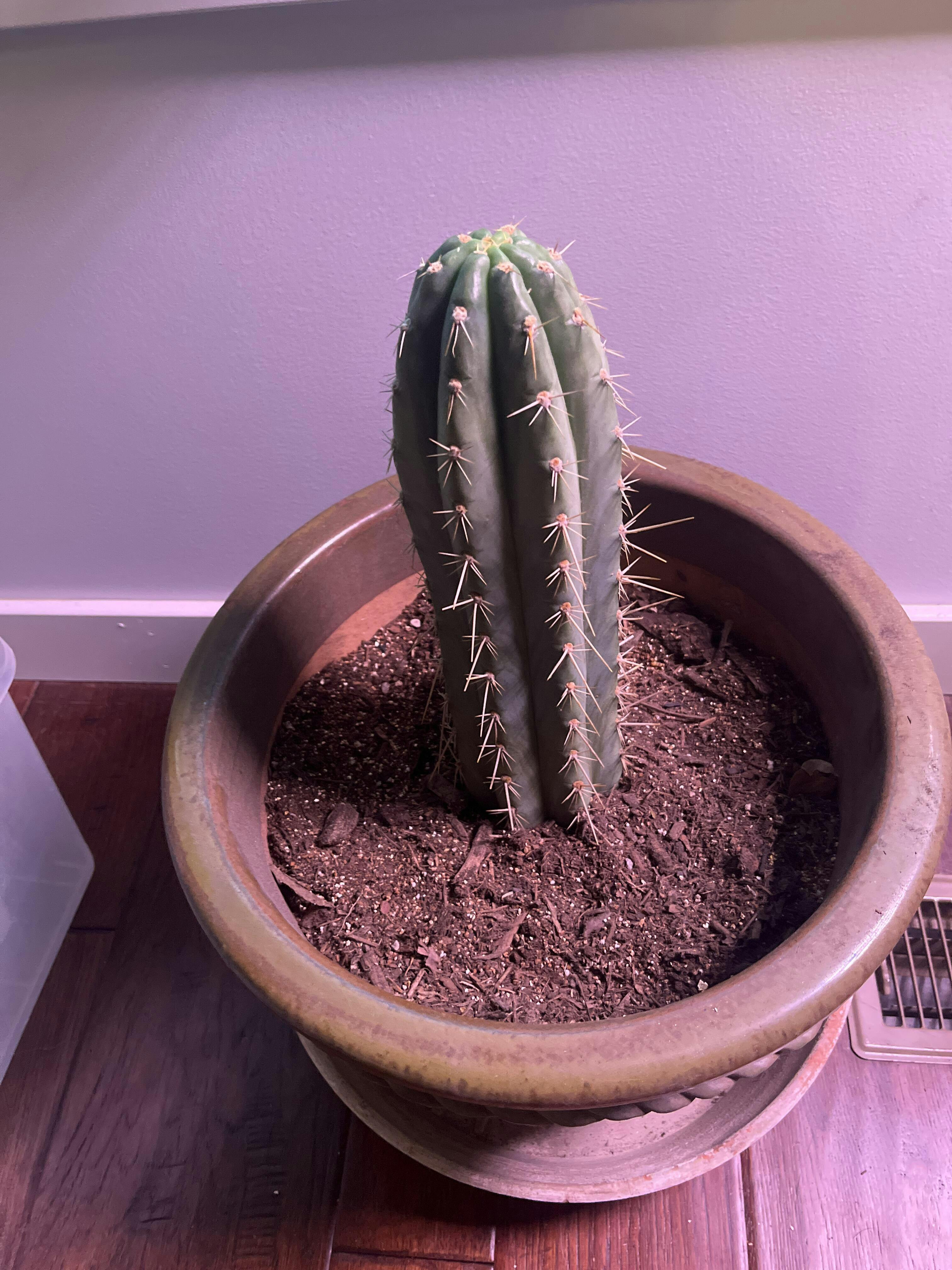 EC166 EXACT Trichocereus Huanucoensis Jiimz Big Mac aka P7 Cactus