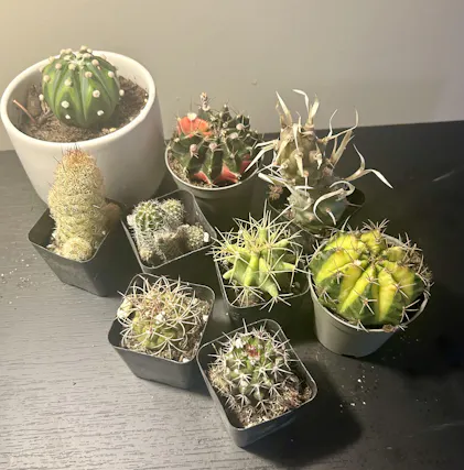 San Pedro Cactus for Sale Trichocereus - #EC245 EXACT Trichocereus