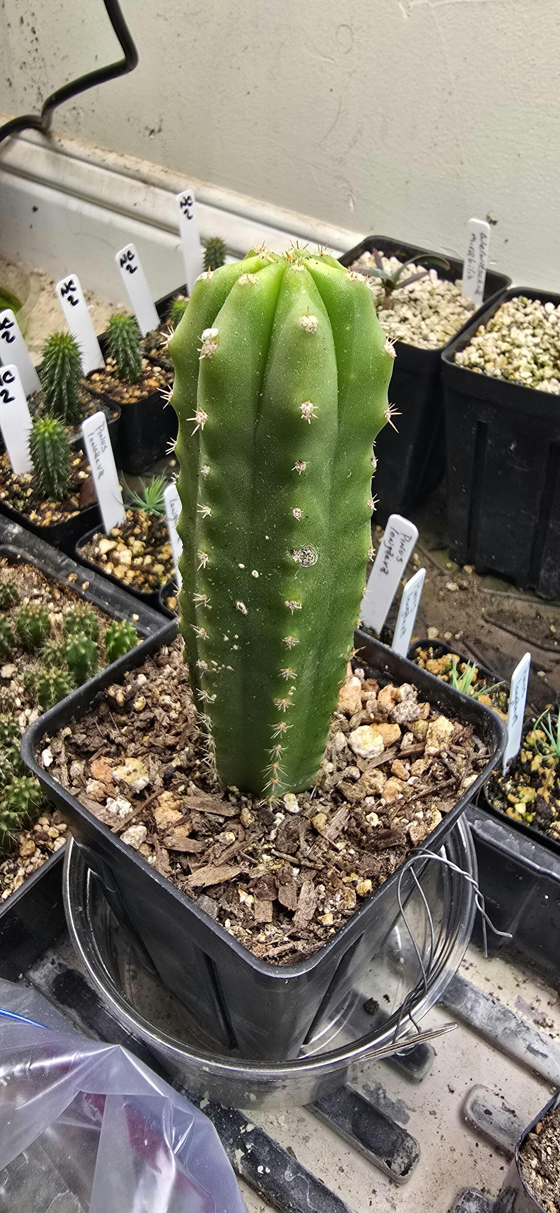 San Pedro Cactus for Sale Trichocereus - #EC245 EXACT Trichocereus