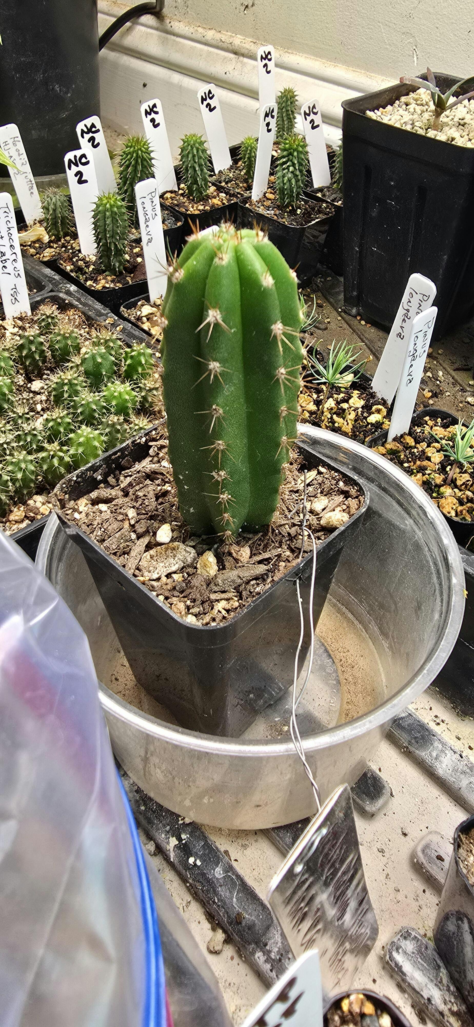 San Pedro Cactus for Sale Trichocereus - #EC245 EXACT Trichocereus