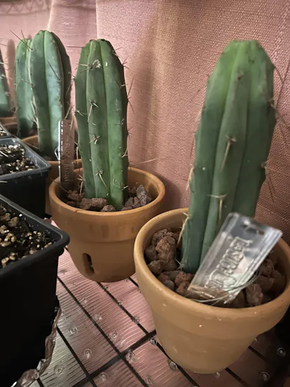 San Pedro Cactus for Sale Trichocereus - #EC245 EXACT Trichocereus
