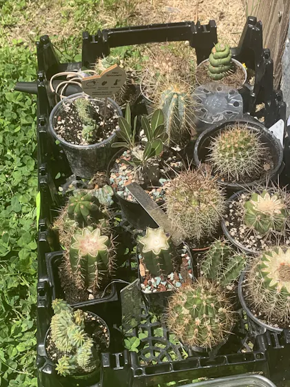 San Pedro Cactus for Sale Trichocereus - #EC166 EXACT Trichocereus