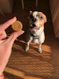 Peanut Butter & Apple Dog Cookies