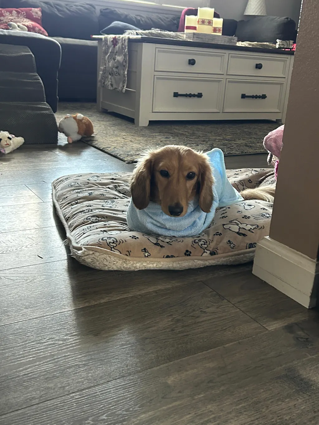 dachshund bathrobe
