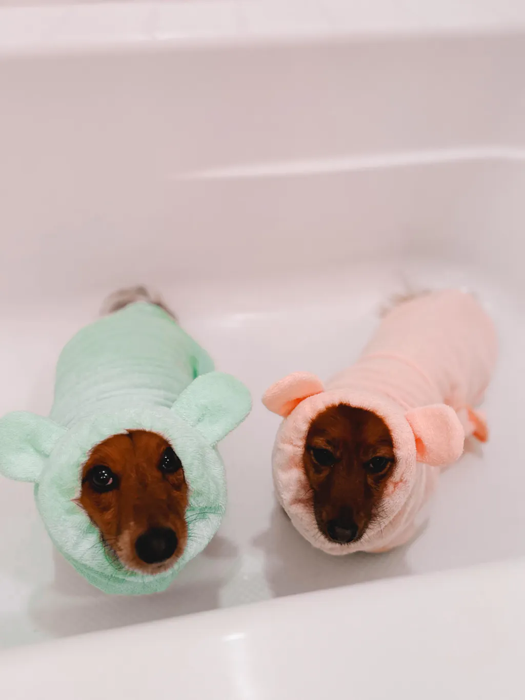 dachshund bathrobe