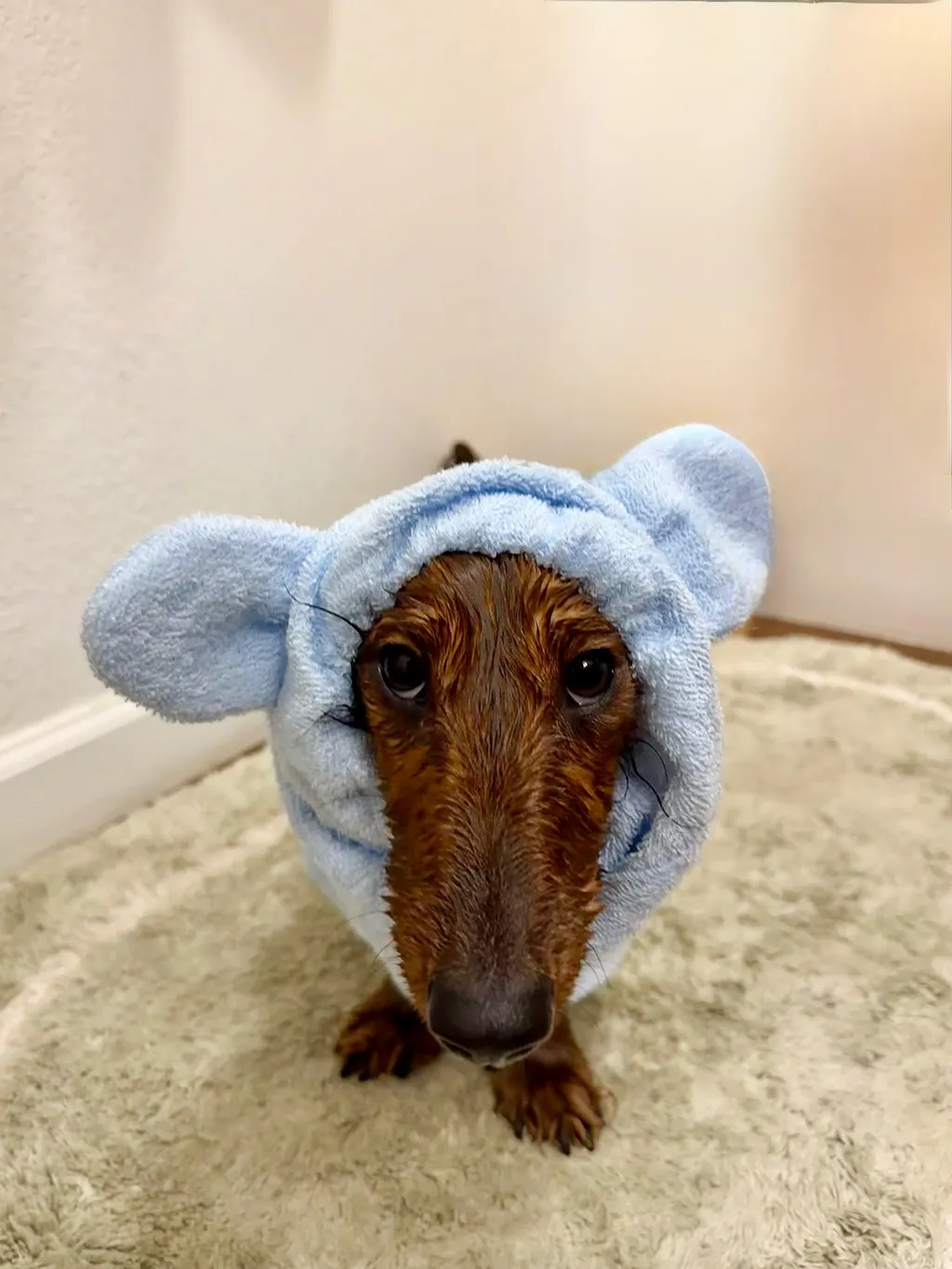 dachshund bathrobe