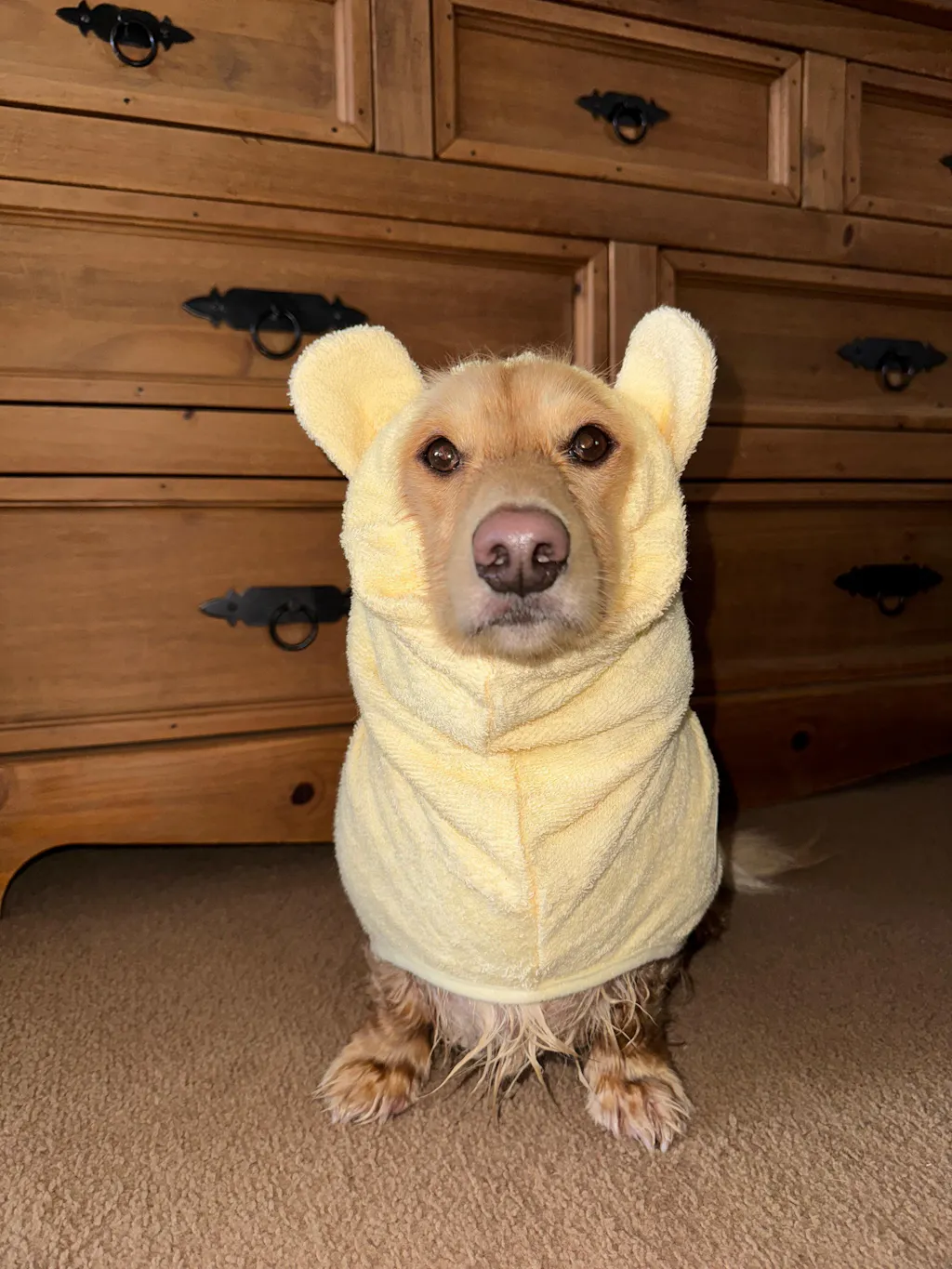 dachshund bathrobe
