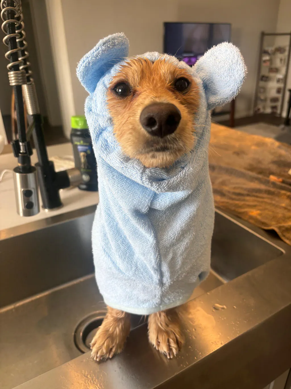 dachshund bathrobe