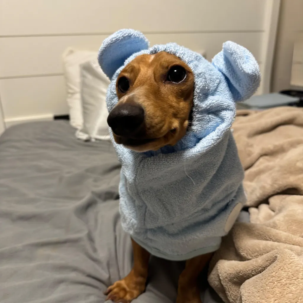 dachshund bathrobe