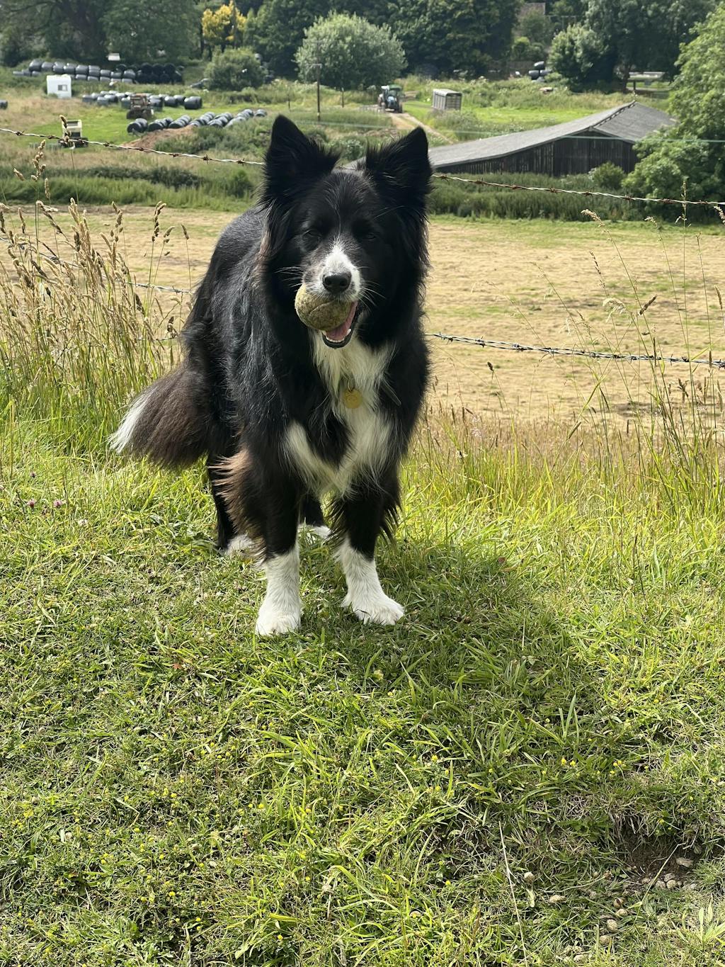Solid Brass Border Collie Identity Tag Logan Whistles