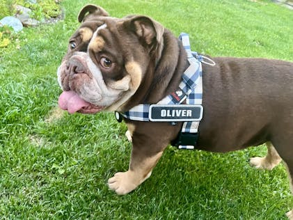 English Bulldog Harness Best Julius K9 For French Bulldog Julius