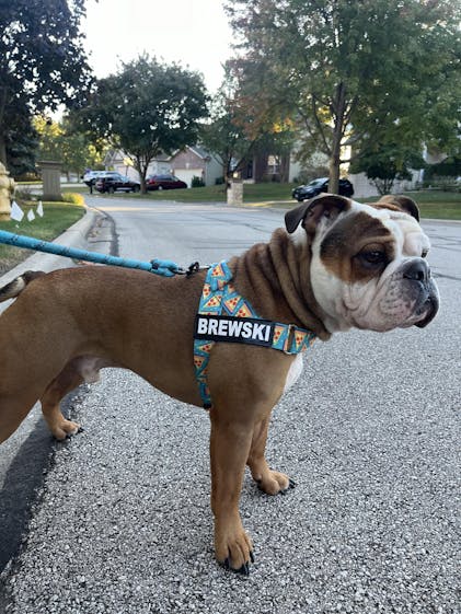 Julius k9 bulldog orders