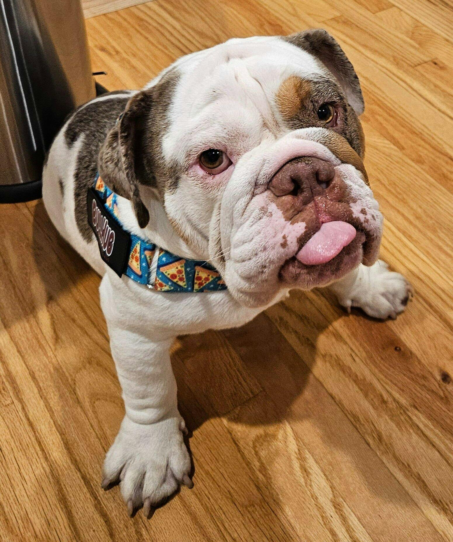 Pizza Adjustable No-Choke Dog Harness – No Pull | BullHug