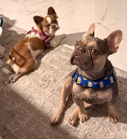 Beer Mugs Adjustable No-Choke Dog Harness – No Pull | BullHug