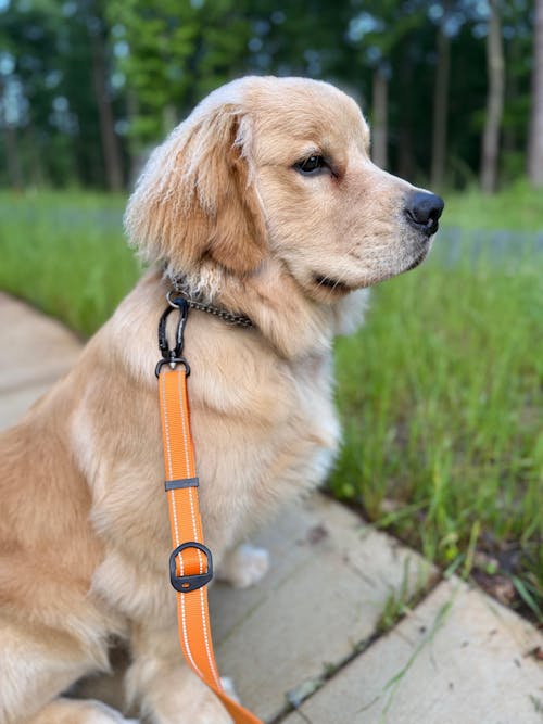 HERO LEASH™