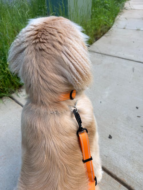 HERO COLLAR™