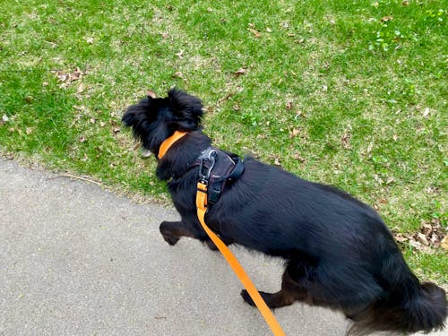 HERO LEASH™