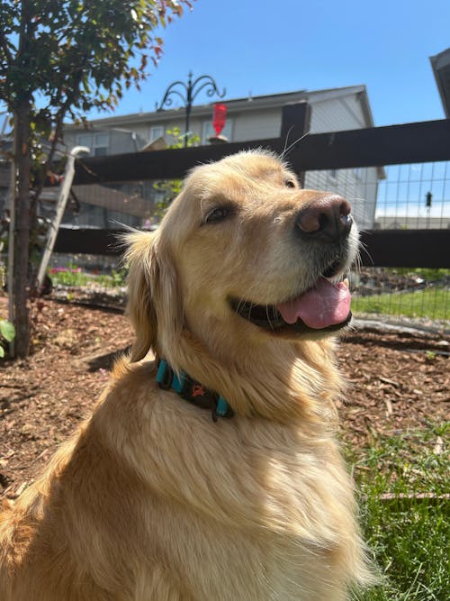 HERO COLLAR™