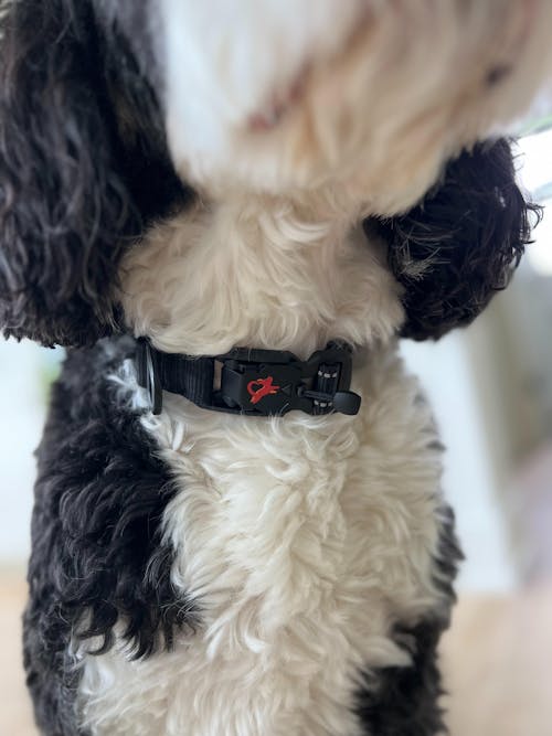 HERO COLLAR™