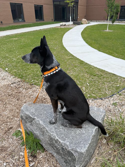 HERO COLLAR™