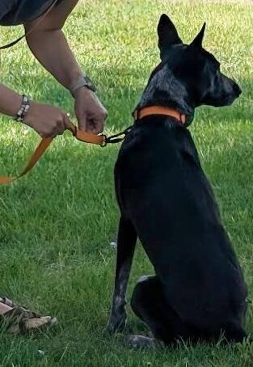 HERO LEASH™