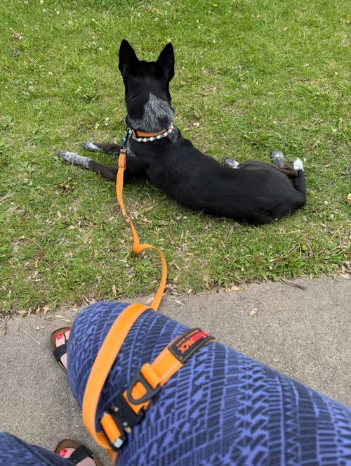 Hero Leash™