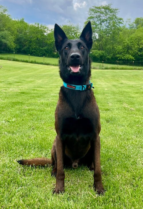 HERO COLLAR™