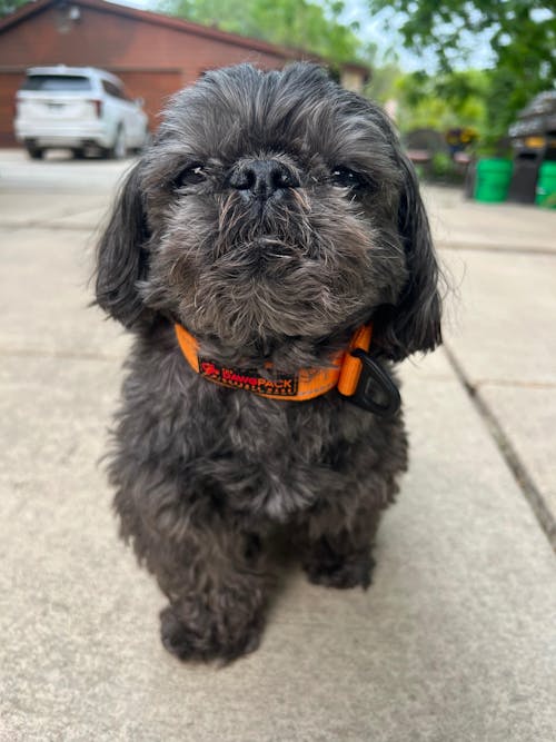 HERO COLLAR™