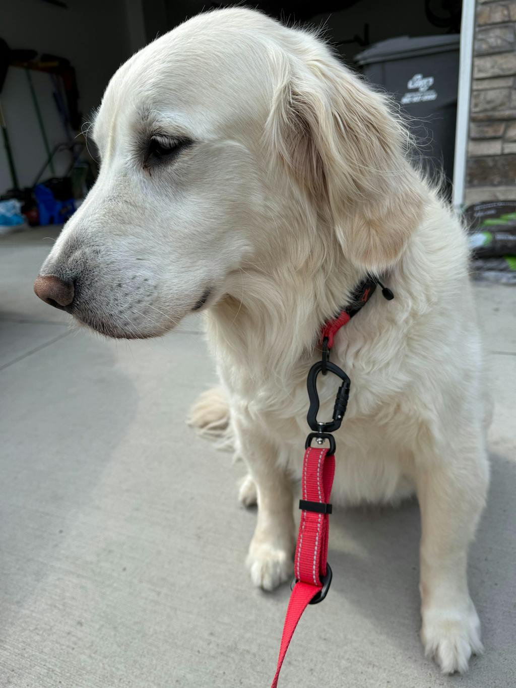 Hero Collar™ - Patented No-Pinch Buckle